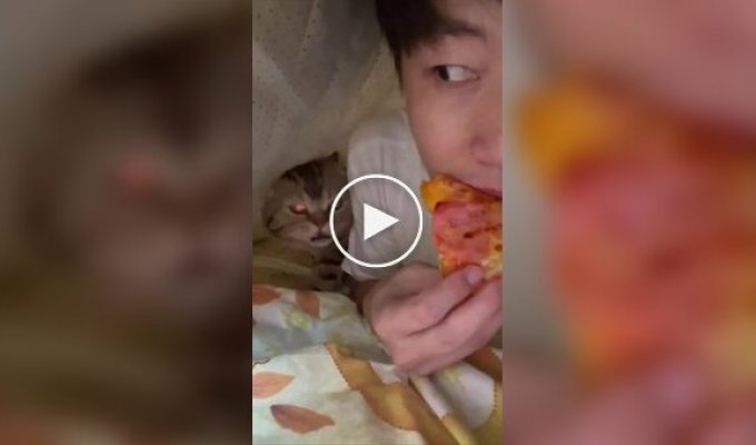The cat discovered that his owner was eating pizza without him