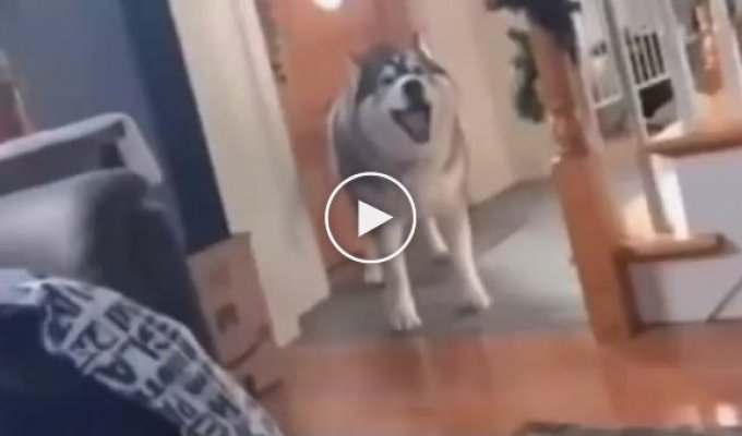 Opera performed by a dog