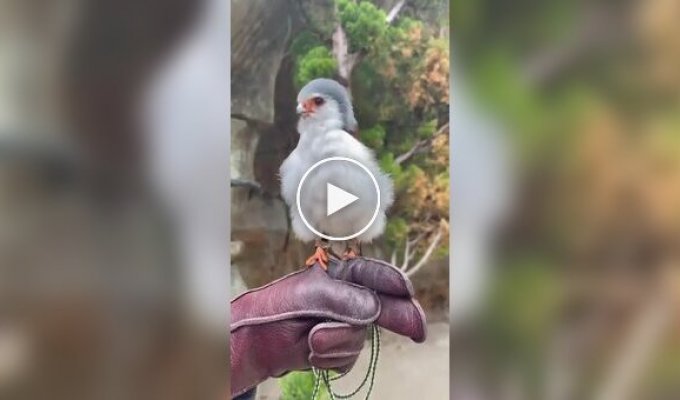 Африканский карликовый сокол
