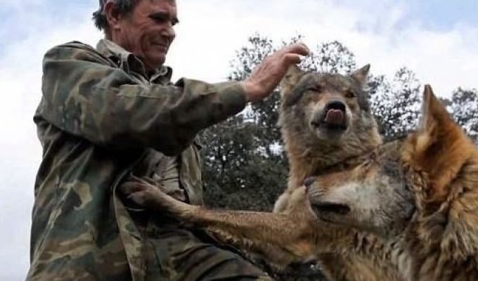 Мужчина из Испании, который в прошлом был «Маугли», хочет вернуться к волкам (10 фото + 1 видео)