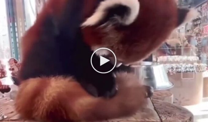 Зачем красным пандам такой большой и пушистый хвост