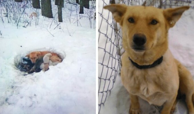 Люди спасли собаку, которая жила в сугробе вместе с щенками (10 фото)