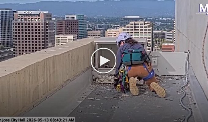 Peregrine Falcons Attacked a Scientist During Research