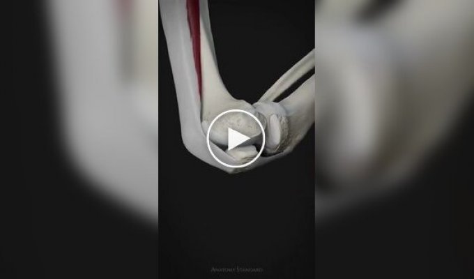 Як працює коліно людини