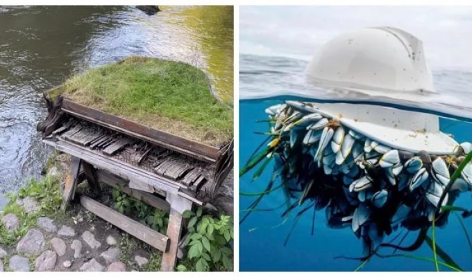 Silent victory: 20 abandoned places where nature has taken over (21 photos)