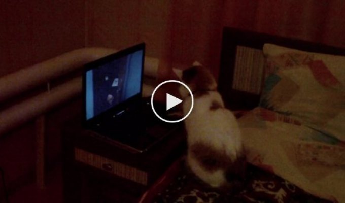 Кот смотрит кино