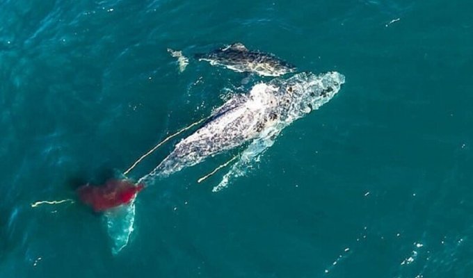 Белая акула убила кита, втрое превосходившего ее по размеру (6 фото + 1 видео)