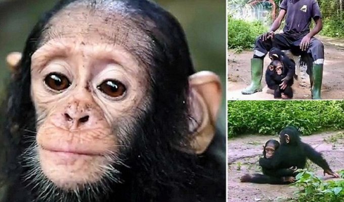 Спасенный от браконьеров маленький шимпанзе вновь научился дружбе (7 фото + 1 видео)