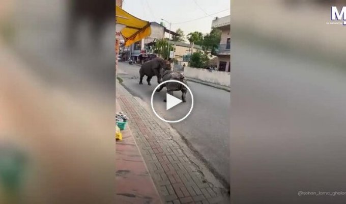 Зрелищная драка носорогов посреди дороги в Непале