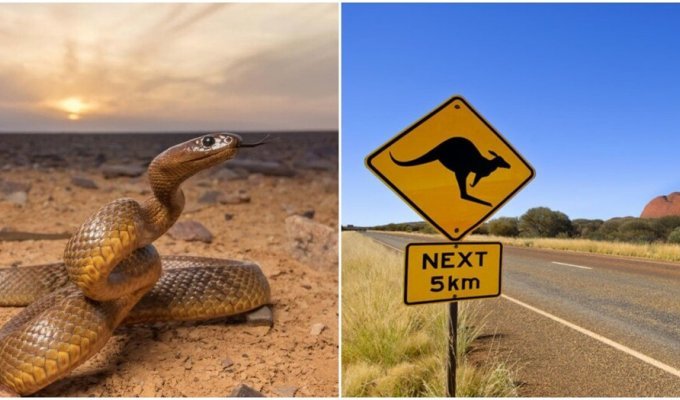 Why Australia is considered the home of all the most dangerous (8 photos)