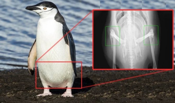 30 surprising facts that seem absurd at first glance (30 photos)