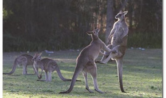  Бои кенгуру (6 фото)