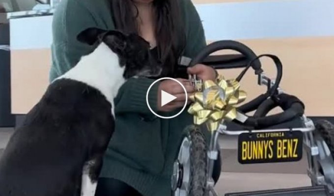 Это видео вернет вашу веру в человечество: Mercedes Benz сделали инвалидное кресло для собаки
