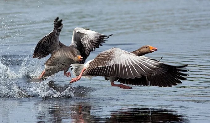 Hierarchy within a flock of geese: even wolves have it easier! (8 photos)