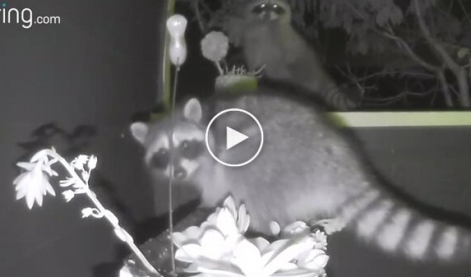 Raccoons have gotten into the habit of visiting to destroy plants.