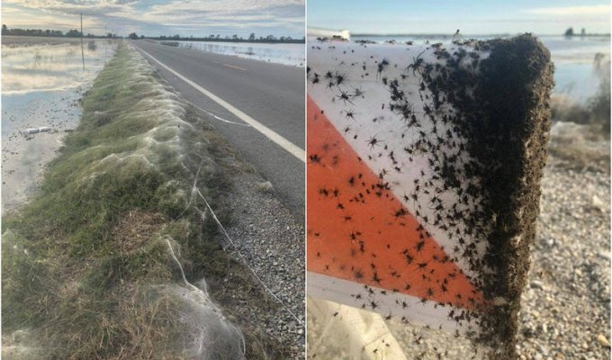 Кошмар для арахнофоба: тысячи пауков вдоль шоссе в Арканзасе (7 фото)