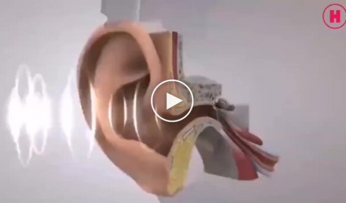 How the human ear works