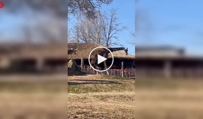 Страус и жираф устроили странное «разборки»