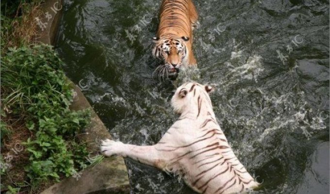 Бой тигров за воду в жаркий день (15 Фото)