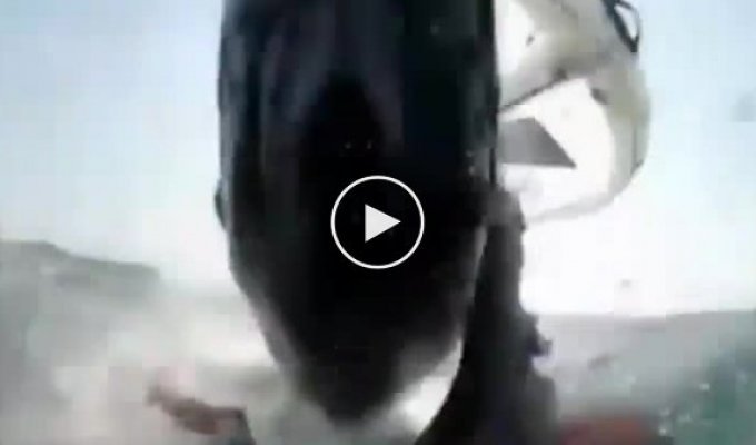 Кіт збив віндсерфера та потрапив на відео в Австралії