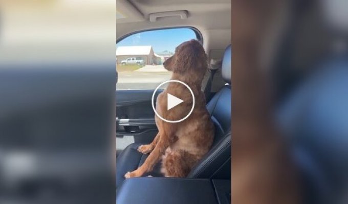 The dog was taken to the groomer, to which he was dramatically offended