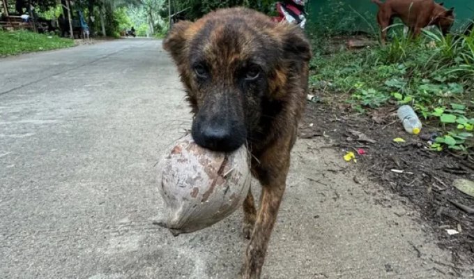 Not a day without a gift: a homeless dog came up with a way to thank a person for food (6 photos + 2 video)