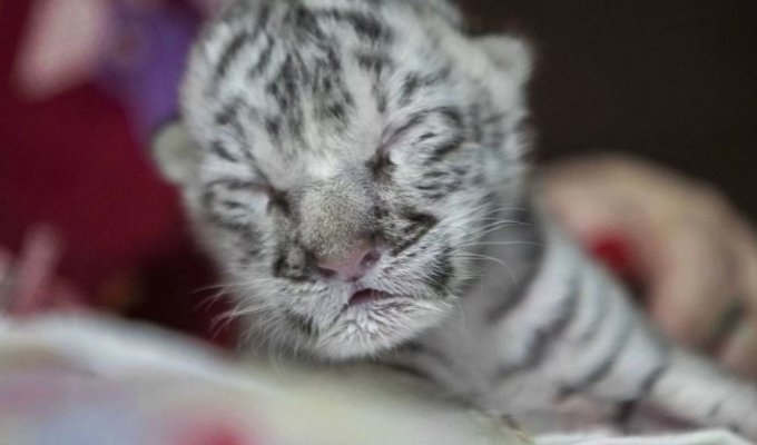 Очаровательная белая бенгальская тигрица родилась в зоопарке Никарагуа (4 фото + 1 видео)