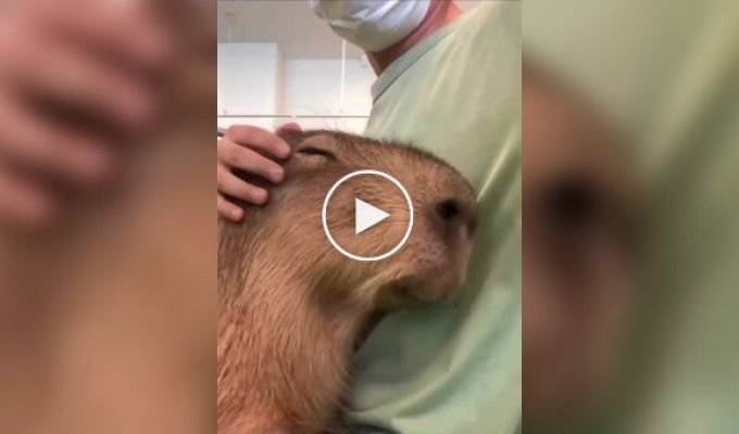 Capybaras love to be petted