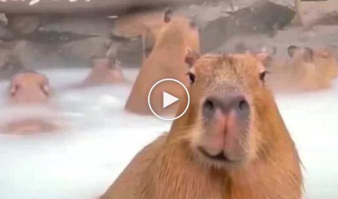 Some interesting facts about capybaras