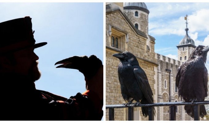 Winged guardians of the British monarchy (7 photos)