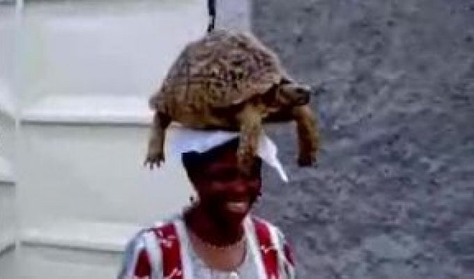 Черепаха на голове