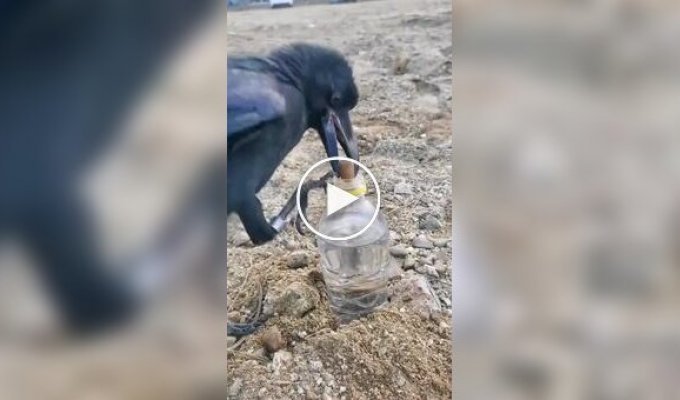 A raven uses stones to reach water in a bottle