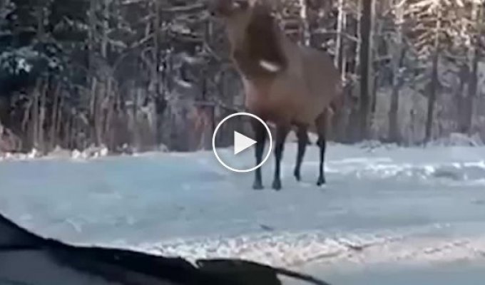 The moose popularly explained to the motorist that, in fact, he is a deer
