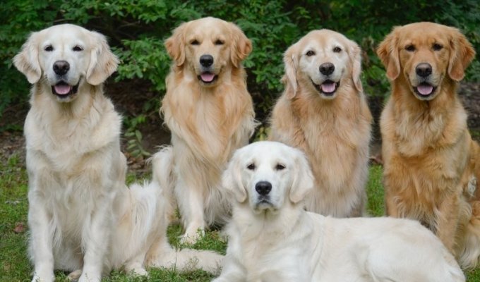 Golden Retriever: why is this breed ideal only from the outside? (8 photos)