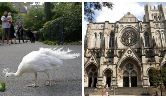 The Cathedral of St. John the Evangelist and its winged beautiful inhabitants (11 photos + 1 video)