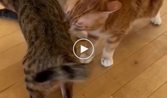 Cats staged a massive licking