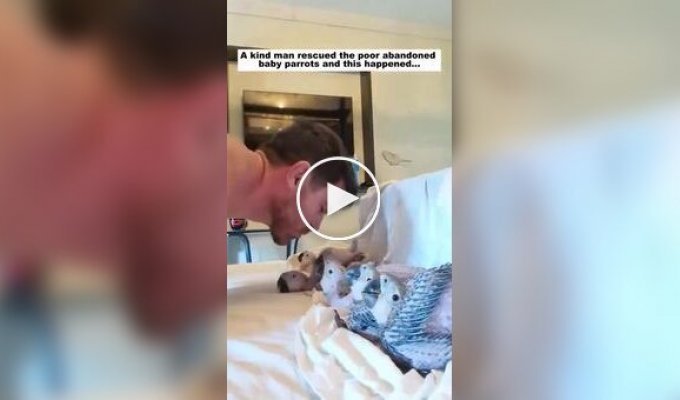 Парень спас брошенных птенцов попугаев