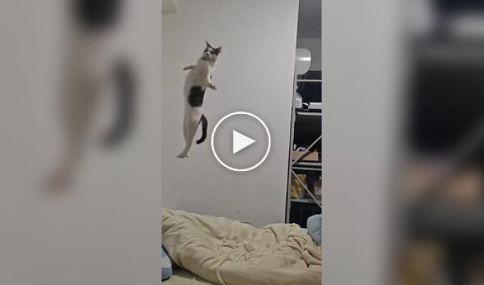 Cats and Cats in Slow-Mo