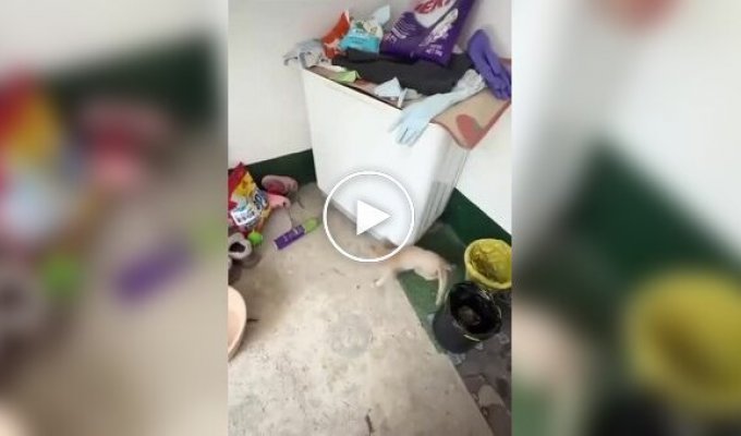 Когда инстинкты берут свое: коты против мышей