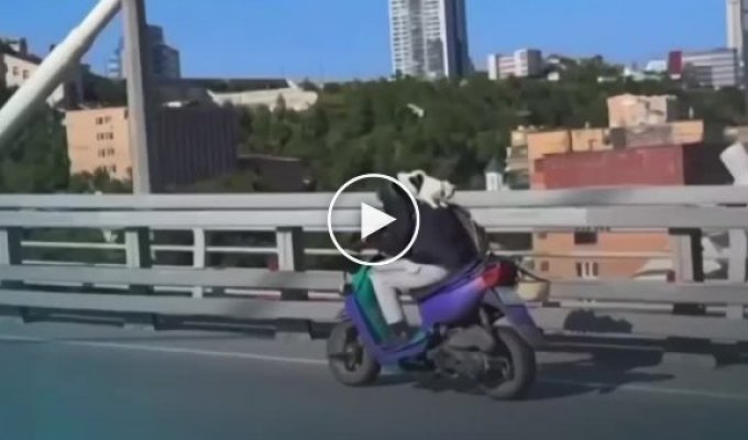 A man on a scooter rides a cat on his back without a special carrier