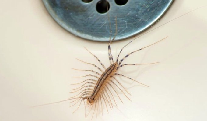 Here's why you shouldn't kill house centipedes, even if you're afraid of them (1 photo)