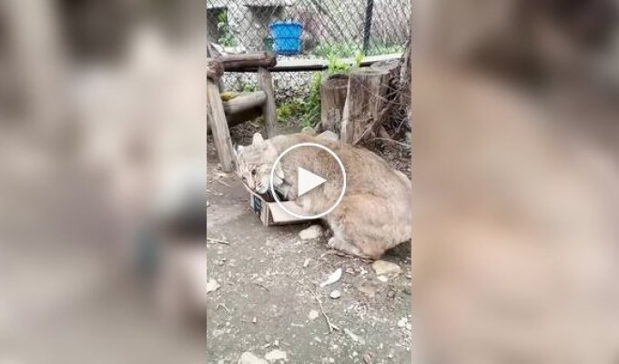 Коробка для рыси