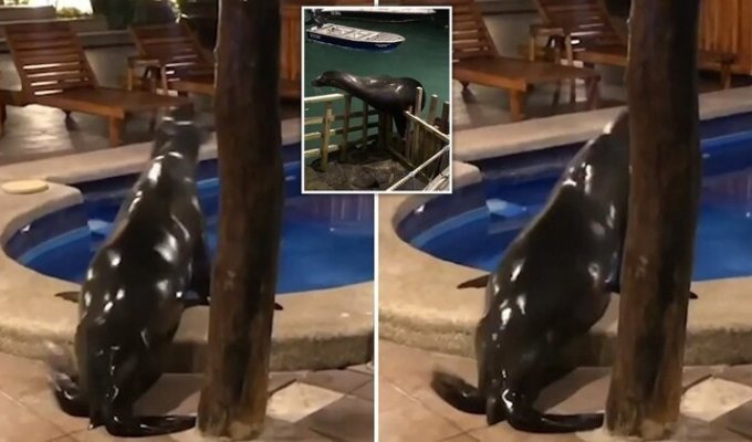 Морской лев пробрался на территорию отеля, чтобы поплавать в бассейне (6 фото + 1 видео)