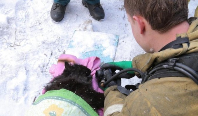 Смоленские пожарные спасли из горящей квартиры женщину и откачали ее кота (3 фото + 1 видео)