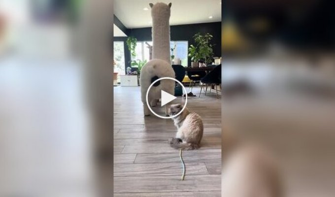 Необычная когтеточка для кошек