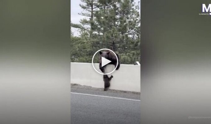 Медвежонок не смог перелезть через ограждение