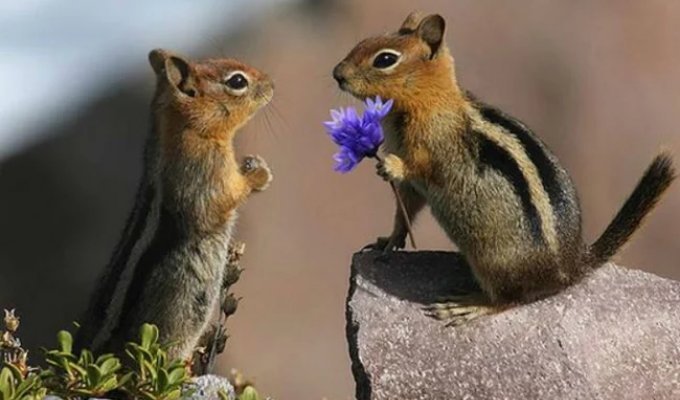 Everyone Does IT - Animals Too (11 photos)