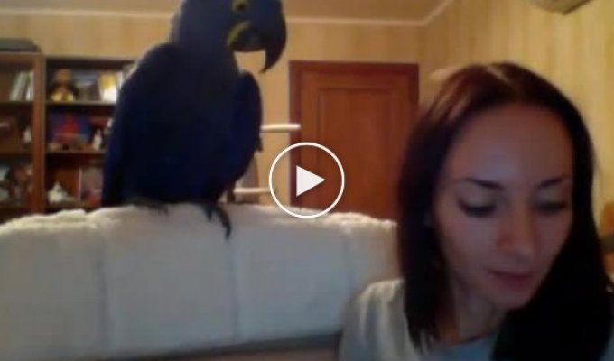 Самый большой попугай в мире домашних условиях
