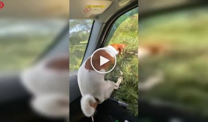 Собака выбирает елку по-своему