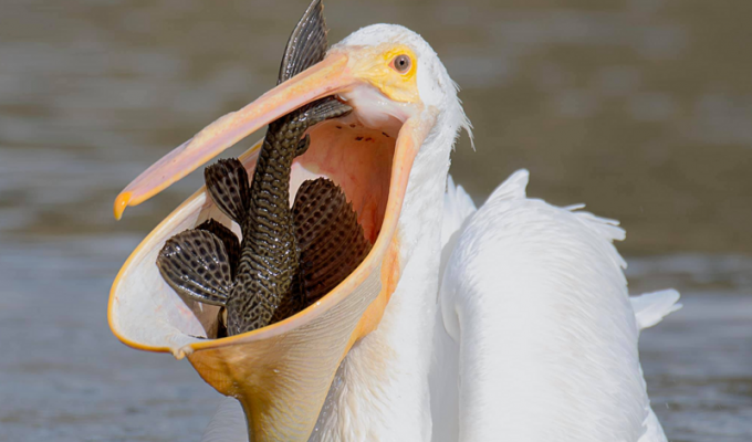 American pelican: giant mouth and insatiable appetites (8 photos)